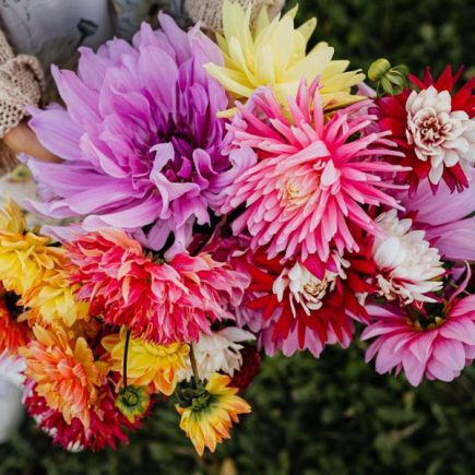 Blumen-verschenken