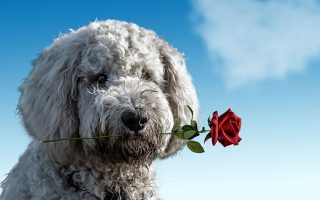 romantische-Tierfotos-für-den-Valentinstag