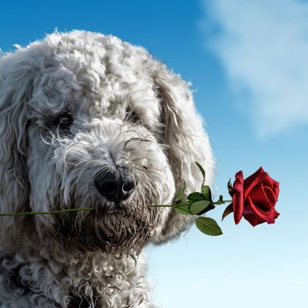 romantische-Tierfotos-für-den-Valentinstag